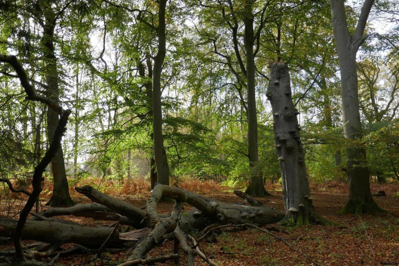 "Balmgarten" Im Naturpark Usedom, Bio Solarhaus Mit Grossem Garten Exteriér fotografie